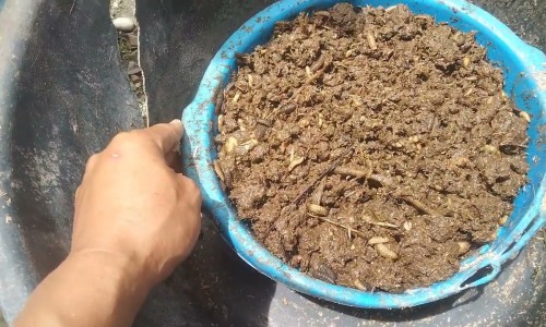 碳酸钙d3咀嚼片补钙效果怎么样-碳酸钙d3副作用吗网 :分享碳酸钙d3片的作用与功效和副作用-碳酸钙d3咀嚼片补钙效果怎么样知识
